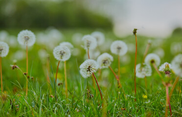 Tall dandelions in a grass field, shot close up.
