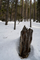 A Tree Stump in a Snowy Forest