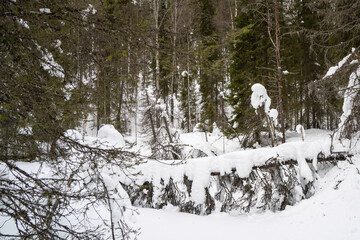 A Fallen Tree in a Snowy Forest