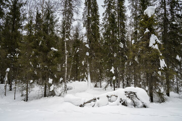 A Fallen Tree in a Snowy Forest
