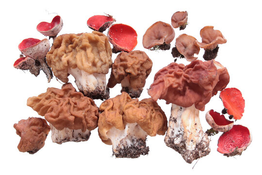 Still life with early spring mushrooms: Snow morel (Gyromitra gigas), Gyromitra fastigiata, Discina ancilis and Scarlet elfcup (Sarcoscypha austriaca) isolated on white background