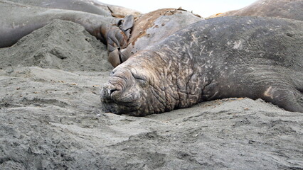 Male southern elephant seal (Mirounga leonina) on the beach at Gold Harbor, South Georgia Island