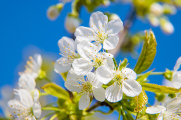 Flowering trees in the spring. Selective focus.