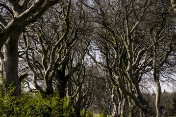 Fototapeta na wymiar The Dark Hedges in Northern Ireland - landscape photography