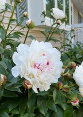 Peony 'festiva maxima' huge white blossom with red tips in a garden against a background with foliage and a bay window and beige house siding in Niantic, CT