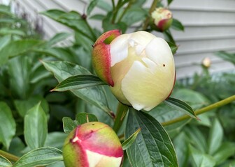 Close up of buds of the white peony 'festiva maxima' in the foreground against a beige house in a butterfly garden in Niantic, CT