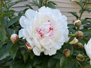 Peony 'festiva maxima' huge white blossom with red tips in a garden against a background with...