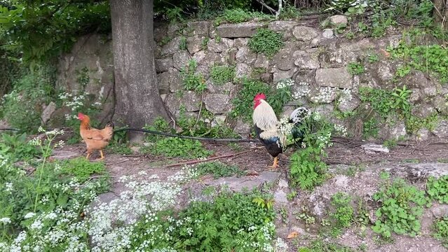 Coq et poules dans un jardin, Occitanie