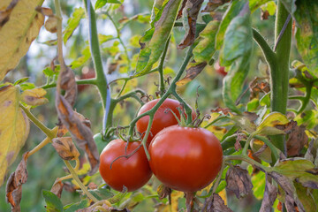 Eco farm. Ripe and unripe tomatoes in organic garden. Red, yellow and green fresh natural vegetables