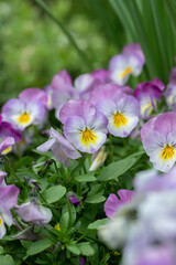 Group of light purple pansy blossoms.