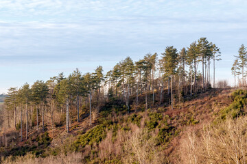 Des sapins sur la colline