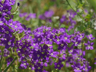 spring time flowers in nature