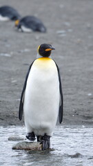 King penguin (Aptenodytes patagonicus) standing on a rock in a stream at Gold Harbor, South Georgia Island