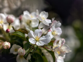 Naklejka na ściany i meble Closeup of blossom of Crab apple Malus brevipes 'Wedding Bouquet'