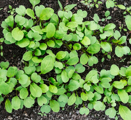 young arugula or rocket salad seedlings growing in soil in garden bed organic gardening and farming concept healthy food, agriculture or horticulture top view