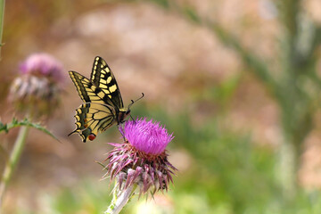 Old world swallowtail butterfly on purple wildflower. Selective focus.