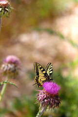 Old world swallowtail butterfly on purple wildflower. Selective focus.