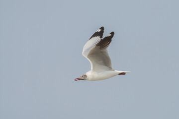  seagull in flight