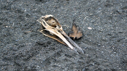 King penguin (Aptenodytes patagonicus) skull at Gold Harbor, South Georgia Island