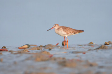 Common Red shank on the beach