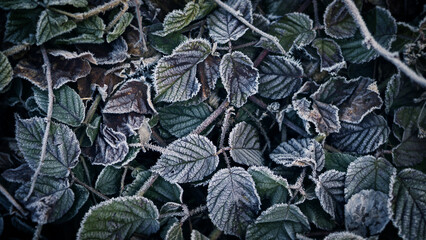 Fototapeta na wymiar Close-up view of Falling Frozen Leaves on Ground in winter at the morning