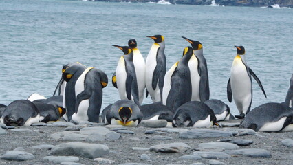 Obraz premium King penguins (Aptenodytes patagonicus) on the beach at Gold Harbor, South Georgia Island