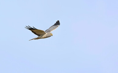 Hen Harrier (Circus cyaneus), Crete