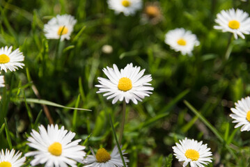 Daisies blooming in the meadow (Bellis perennis) © Piotr Wojtkowski