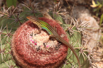 Calango-da-caatinga