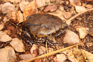 Naklejka premium Sapo-geleia (Dermatonotus muelleri)