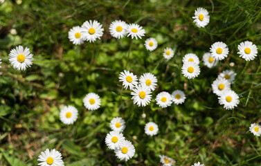 Fototapeta premium Daisies blooming in the meadow (Bellis perennis)