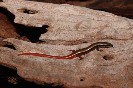Calango-do-rabo-vermelho (Vanzosaura rubricauda)