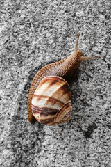 Huge leech and snail walking on wall and it's snot on concrete ground way.