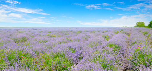 Lavender flower field and blue sky.Wide photo.