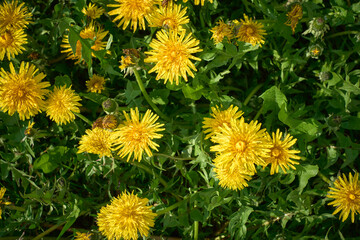 Field of yellow dandelion flowers. Blooming dandelion.