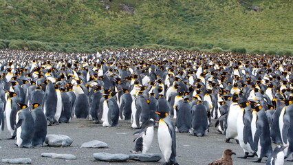 King penguin (Aptenodytes patagonicus) colony at Gold Harbor, South Georgia Island