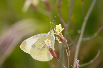 Butterfly on a yellow flower