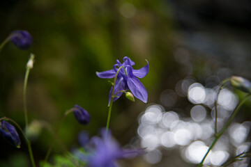 Fototapeta na wymiar Delicate blue flower with unfocused background