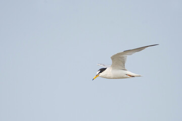 Fototapeta na wymiar Little Tern Flying in the blue sky