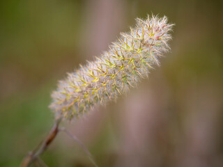 Macro of a wild hairy flower