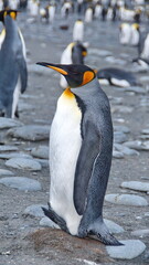 Fototapeta premium King penguin (Aptenodytes patagonicus) at Gold Harbor, South Georgia Island