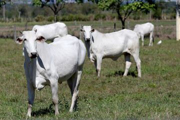 Obraz na płótnie Canvas Cows in a field, grazing. Green grass. Selective focus.