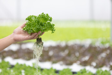 Fototapeta na wymiar close up farmer hands holding organic vegetables in hydroponic farm