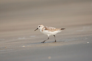 Sanderling on the beach