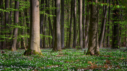 Fototapeta premium Im Wald 
