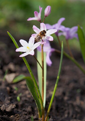 Chionodoxa spring flower on natural backgrounds during flowering