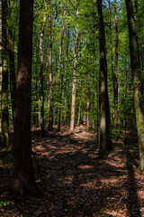 Im Wald 