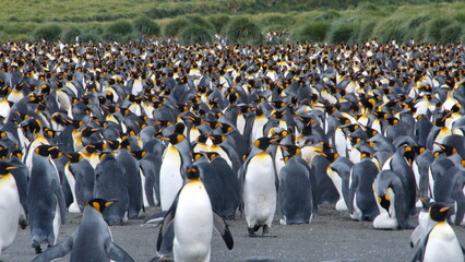 Obraz premium King penguin (Aptenodytes patagonicus) colony at Gold Harbor, South Georgia Island