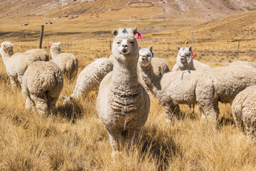 alpacas and llamas eating and grazing in the Andes mountain range surrounded by mountains covered...