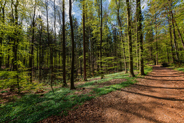 Fototapeta premium Im Wald 